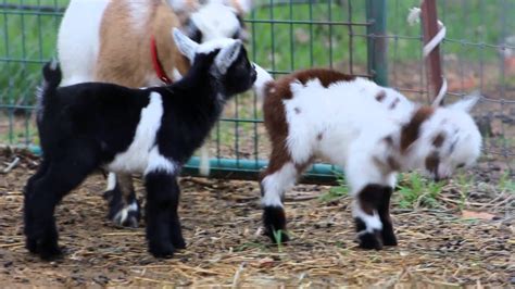youtube baby goats jumping