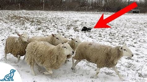youtube border collie herding sheep