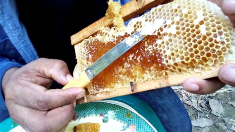 youtube harvesting honey from a beehive