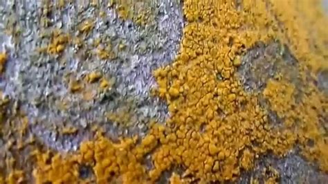 Youtube Mustard Algae