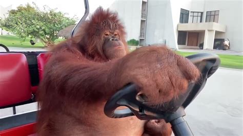 youtube orangutan driving golf cart