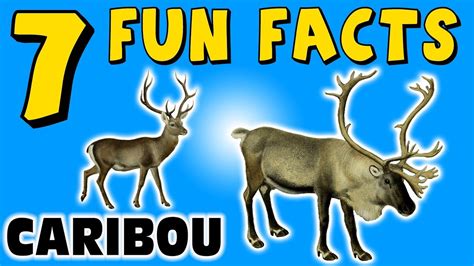 youtube reindeer facts for kids