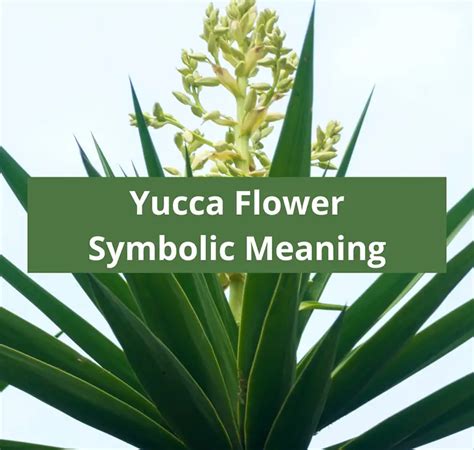 yucca meaning in english