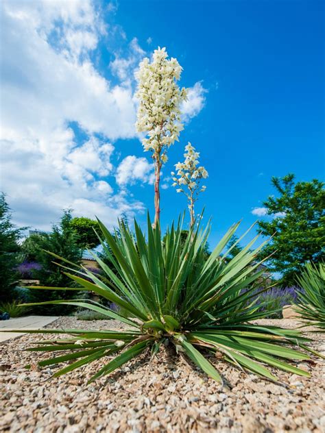 yucca plant flower images