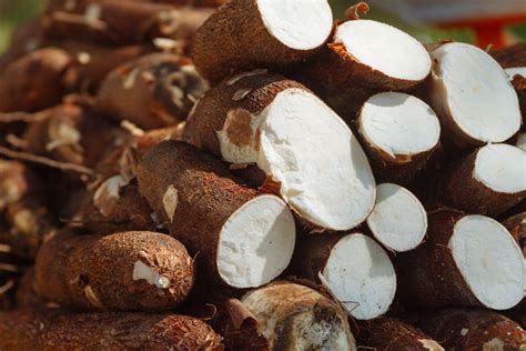 yucca root vs cassava root