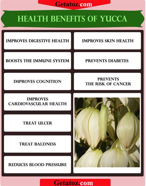 yucca uses and benefits