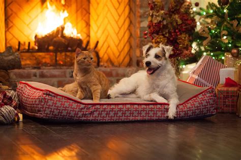 Yule Log With Animals Channel