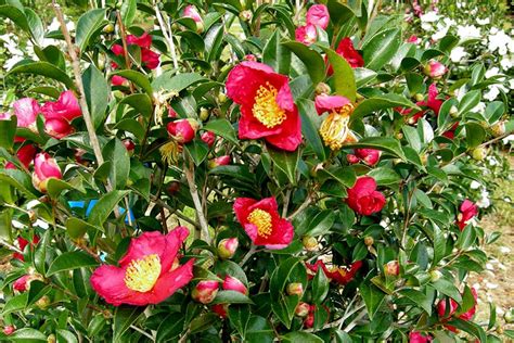 yuletide camellia growth rate