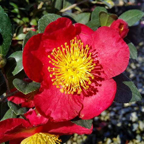 yuletide sasanqua camellia tree