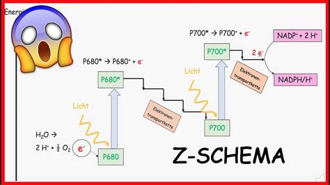 z schema der photosynthese