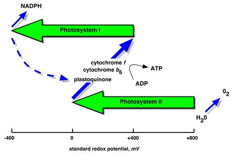 z scheme of photosynthesis diagram