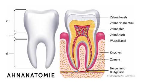 Layout-Querschnitt-Struktur im Inneren Zahn Abbildung Vektor