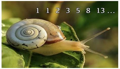 Wie Drücken Sich Fibonacci-Zahlen In Der Natur Aus? - 2024 | Seltsame