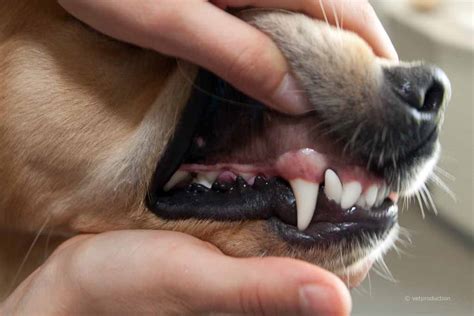 Zahnfleischtumor? Seite 2 Der Hund