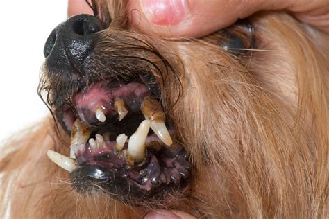 SchrittfürSchrittAnleitung Zahnsteinentfernung beim Hund