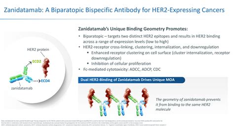 zanidatamab mechanism of action