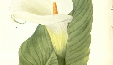 Zantedeschia aethiopica (L.) Sprengel arum lily, Common