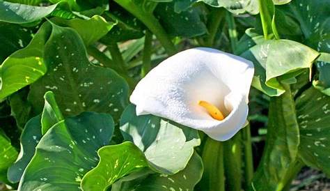 Zantedeschia aethiopica ‘White Giant’ Brian's Botanicals