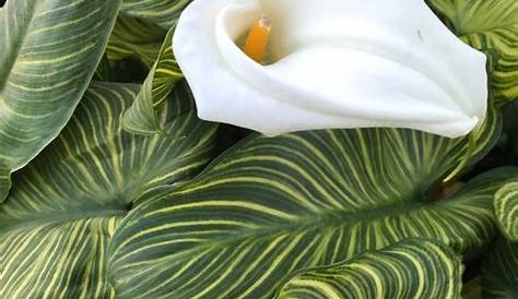 Zantedeschia African Gold ' ' Plant Leaves,