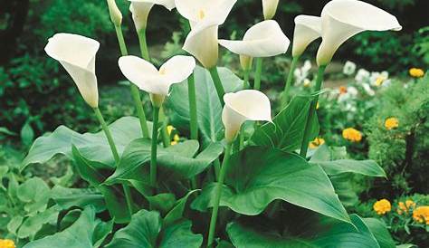 Calla Lily Plant, Zantedeschia Flower How to Grow + Care