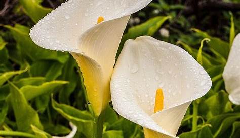 Zantedeschia Calla Lily Africana For Sale Buy Online For Only 2 99