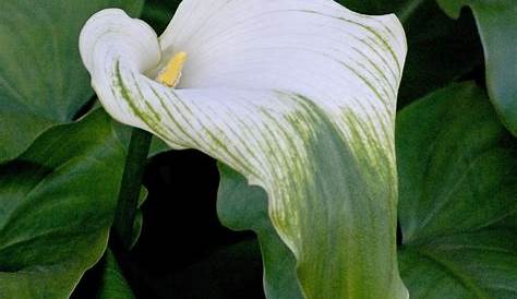Zantedeschia aethiopica Green Goddess (Calla Lily) J