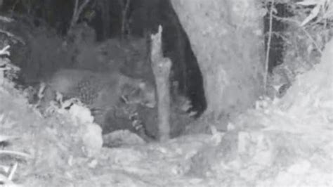 zanzibar leopard forrest galante