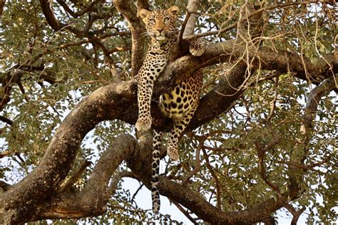 zanzibar leopard population size