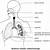zaznacz prawidłowy opis korzeni oddechowych