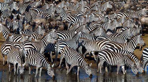 Zebra camouflage