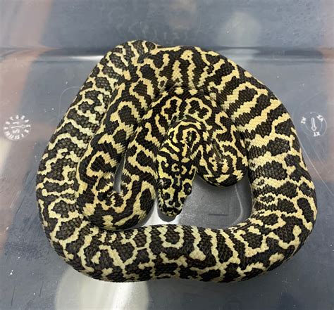 Zebra Carpet Python For Sale