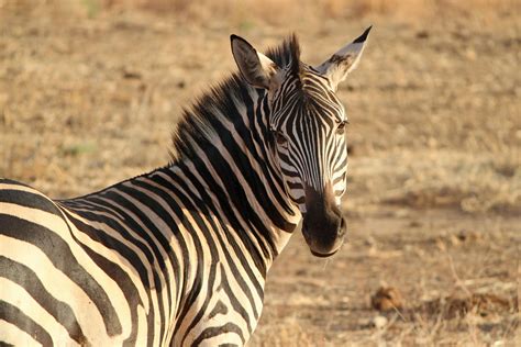 zebra close up safari