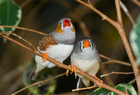 Zebra Finch Breeding Basics