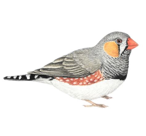 Zebra Finch Drawing