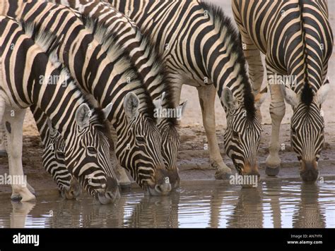 zebra herd Etosha