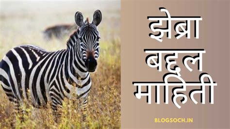 Images Zebra Information In Marathi Viral