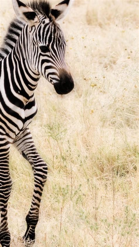 Zebra Wallpapers, Pictures, Images