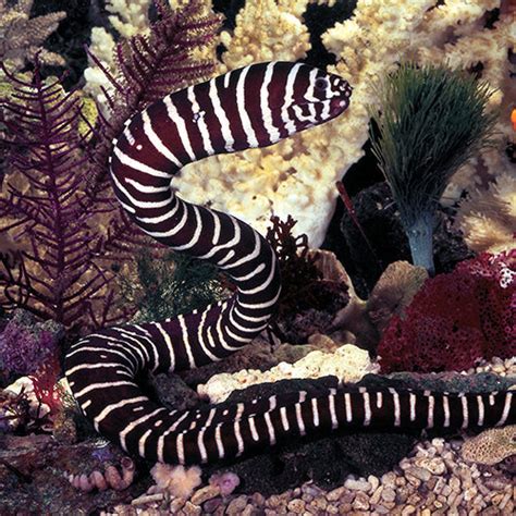 Zebra Moray Eel Size