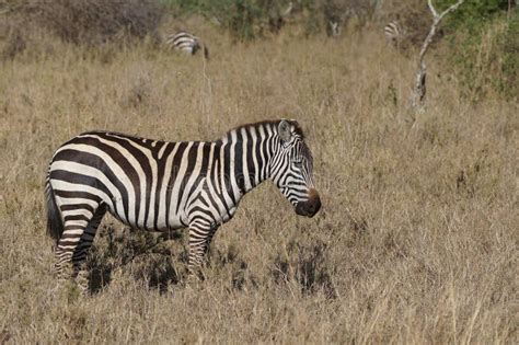 Zebra Patterns In The Grass