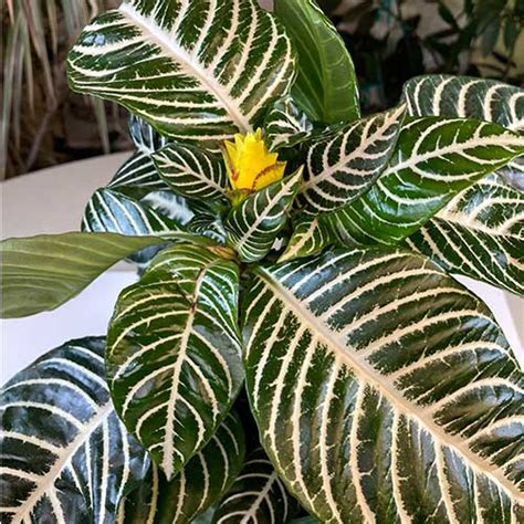 Everything You Need To Know About Zebra Plants