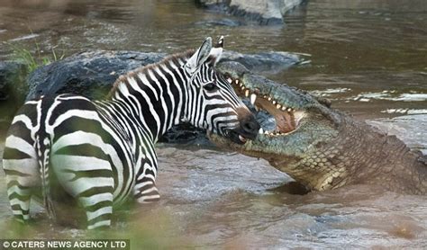 zebra predators nile crocodile