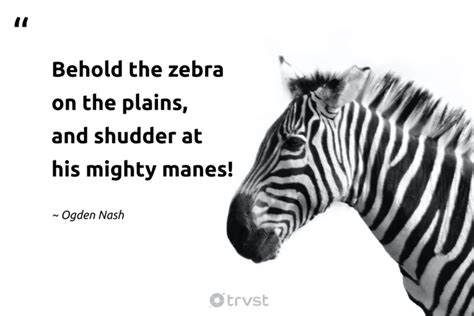 Zebra Quotes Instagram