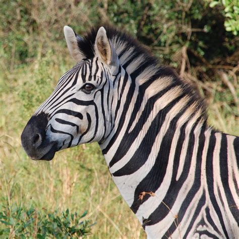 Zebra Reference Photos