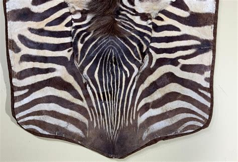 Zebra Skin Wall Hanging