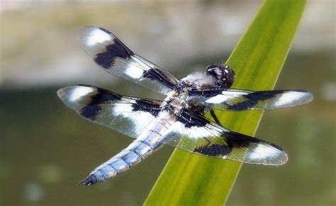 Zebra Striped Dragonfly