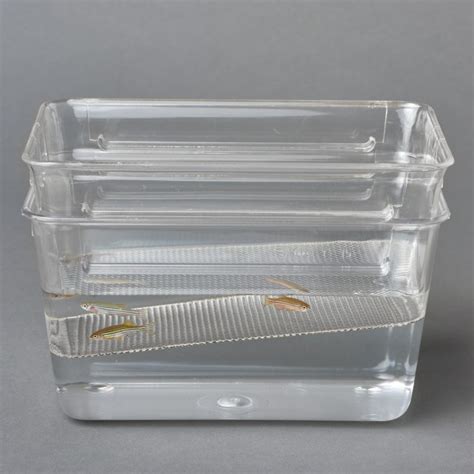 Zebrafish Mating Tank