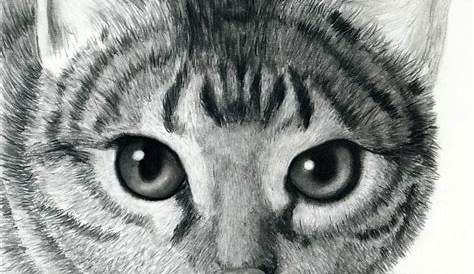 Illustration, Skizze Katze | Katzen zeichnungen, Illustration katze