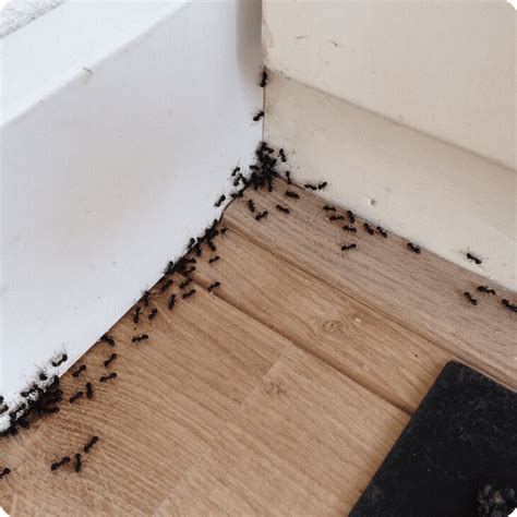 Zelf Mieren Bestrijden