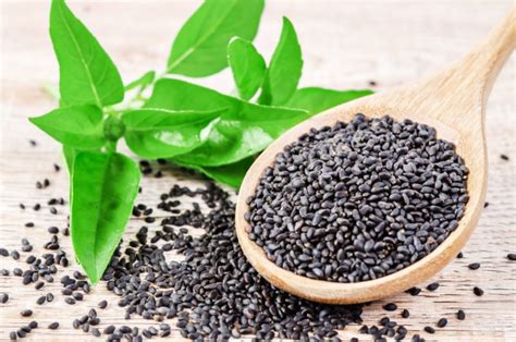 Zen Basil Seeds Canada