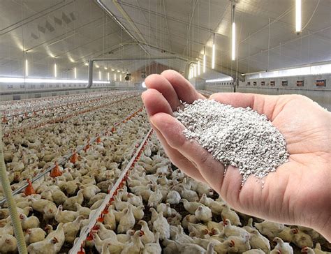 Zeolite Chicken Feed